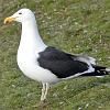 Kelp Gull on Magdalena Island
